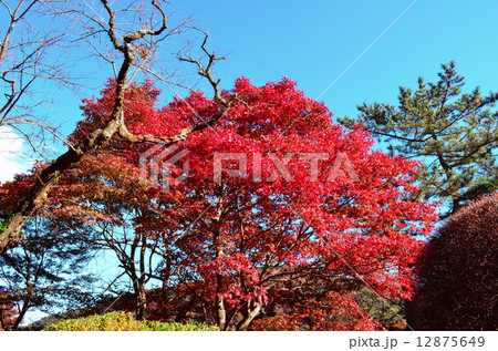 蓬莱園の赤いみみじ 12875649