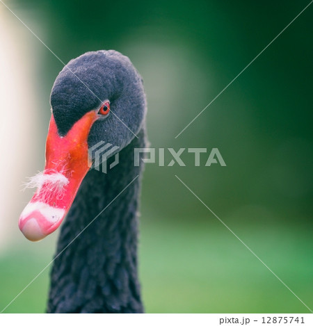 Frontal view of a black swan (Cygnus atratus) 12875741