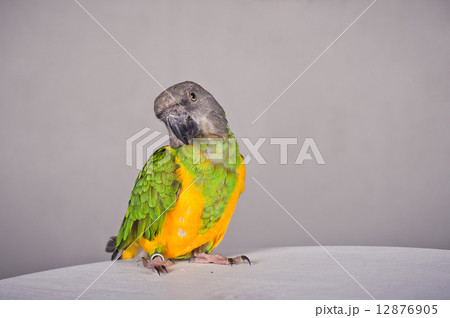 The parrot poses 12876905