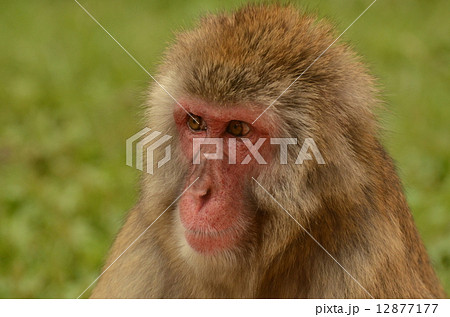 ニホンザル 12877177