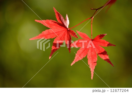 鮮やかな光の中の紅葉のクローズアップ 12877204