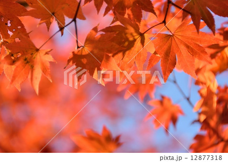 鮮やかな光の中の紅葉のクローズアップ 12877318