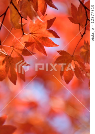 鮮やかな光の中の紅葉のクローズアップ 12877319