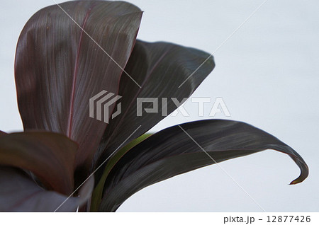 チョコレートクィーン 12877426