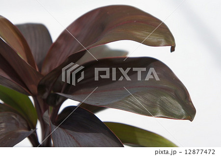 チョコレートクィーン 12877472