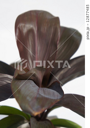 チョコレートクィーン 12877485