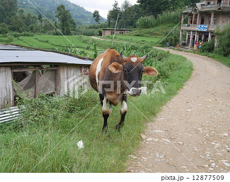 ネパール・ナガルコット動物がいる農村の風景 12877509