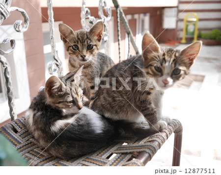 トルコ・イスタンブールの猫 12877511