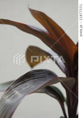 チョコレートクィーン 12877551