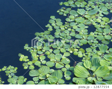 水草 12877554