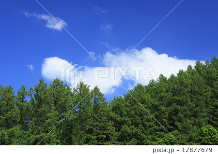 北海道　富良野市　カラマツ林と浮き雲 12877679