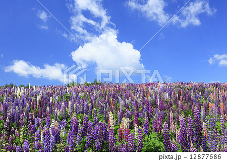 北海道　美瑛町　満開のルピナス 12877686