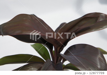 チョコレートクィーン 12877709