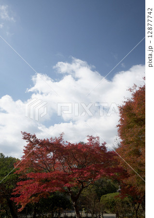 秋景色 奈良 不退寺 秋景色 奈良 不退寺 12877742