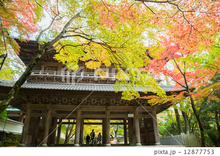 永源寺の紅葉 12877753