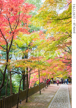 永源寺の紅葉 12877761