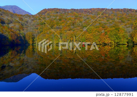 蔦沼の紅葉 12877991