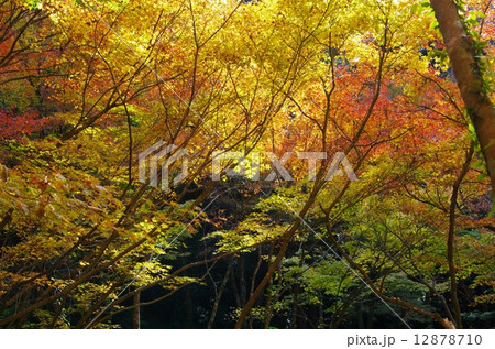 もみじの季節！ 12878710