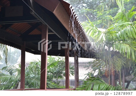 スコール 12878997