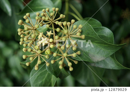 キヅタ フユヅタ 木蔦 冬蔦 Hedera rhombea キヅタ フユヅタ 木蔦 冬蔦 Hedera rhombea 12879029
