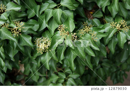 キヅタ フユヅタ 木蔦 冬蔦 Hedera rhombea キヅタ フユヅタ 木蔦 冬蔦 Hedera rhombea 12879030