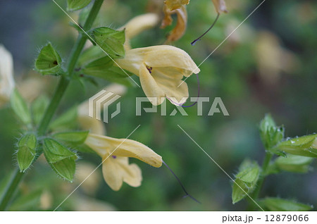 キバナアキギリ　黄花秋桐　Salvia nipponica 12879066