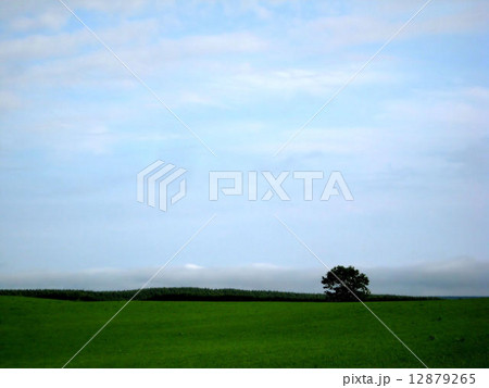 北海道・パイロット国道沿いの牧草地(2) 北海道・パイロット国道沿いの牧草地(2) 12879265