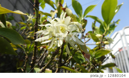 トキワマンサク　白 12880104