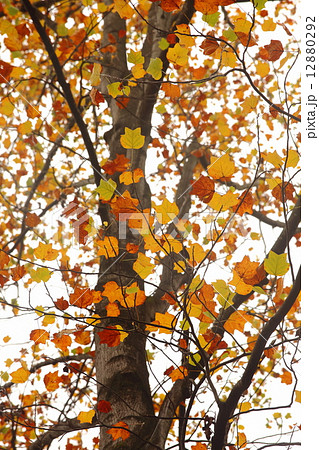 織姫公園の紅葉 織姫公園の紅葉 12880292