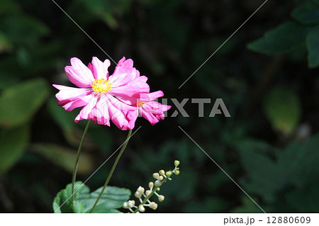 シュウメイギク 12880609