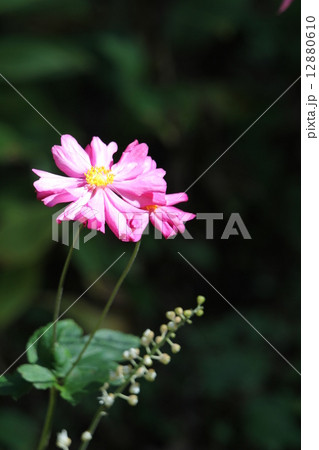 シュウメイギク 12880610