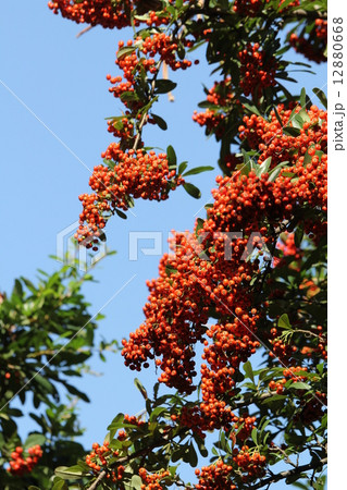 ヒマラヤトキワサンザシ 12880668