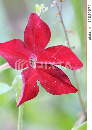 ニコチアナ ニコチアナ 12880670