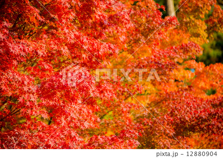 紅葉 紅葉 12880904