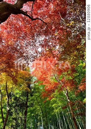 紅葉 12880906