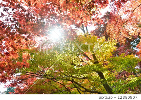 紅葉 12880907