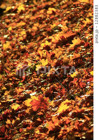 Autumn yellow leaves in the park Autumn yellow leaves in the park 12882383
