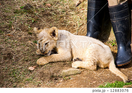 富士サファリパーク 赤ちゃんライオン 富士サファリパーク 赤ちゃんライオン 12883076