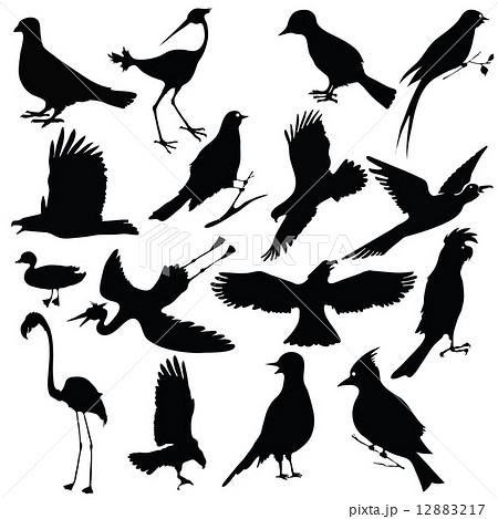 birds 12883217