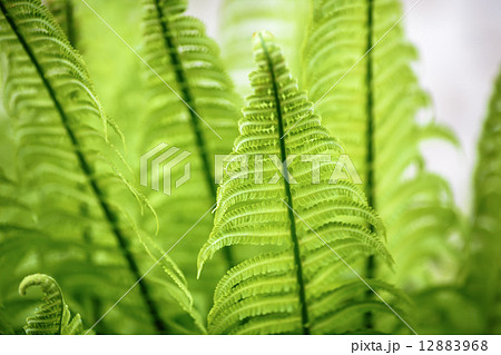 Wild green fern. 12883968