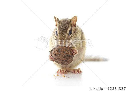 胡桃を食べるシマリス 12884327