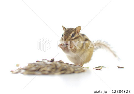 ひまわりの種を食べるシマリス 12884328