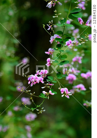 萩の花 12884330