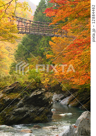 徳島県：祖谷のかずら橋 12884462