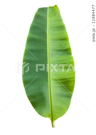 Isolated green banana leaf 12884477