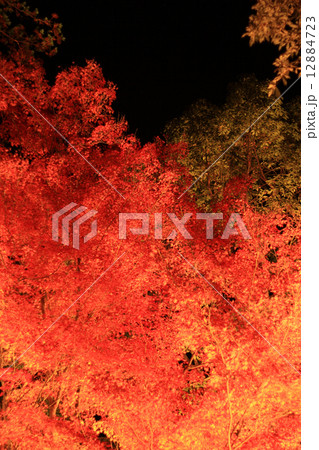 香嵐渓の紅葉ライトアップ 12884723