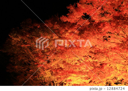 香嵐渓の紅葉ライトアップ 香嵐渓の紅葉ライトアップ 12884724