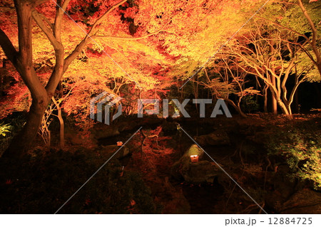香嵐渓の紅葉ライトアップ 12884725