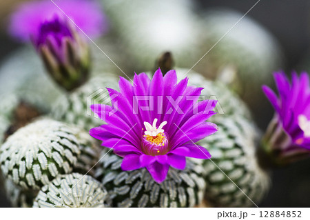 サボテンの花 精巧殿 サボテンの花 精巧殿 12884852