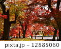 紅葉の木々 12885060